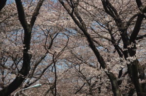 青山墓地の桜
