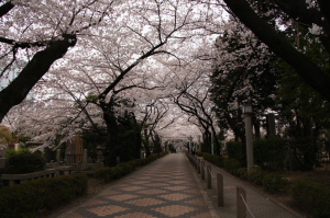 青山墓地の桜並木