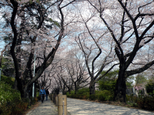 青山墓地