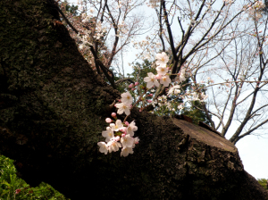 桜