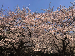 代々木公園桜
